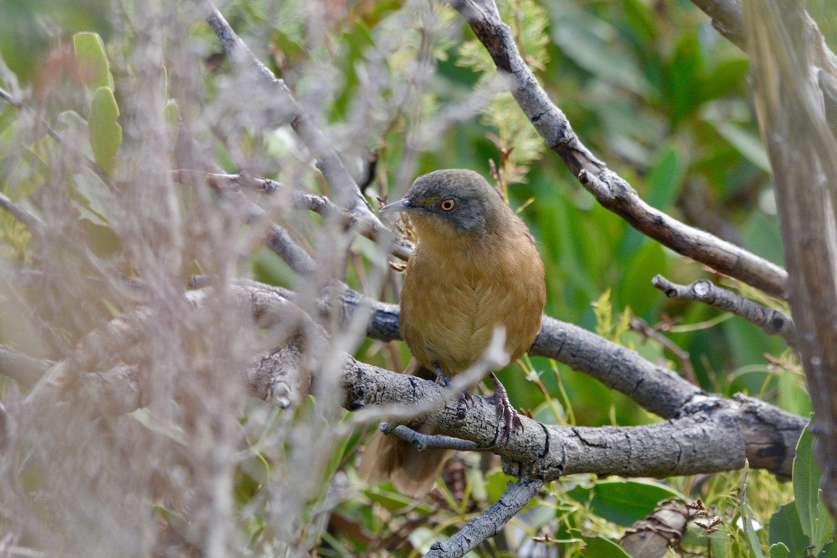 Victorin's Warbler - ML614228563