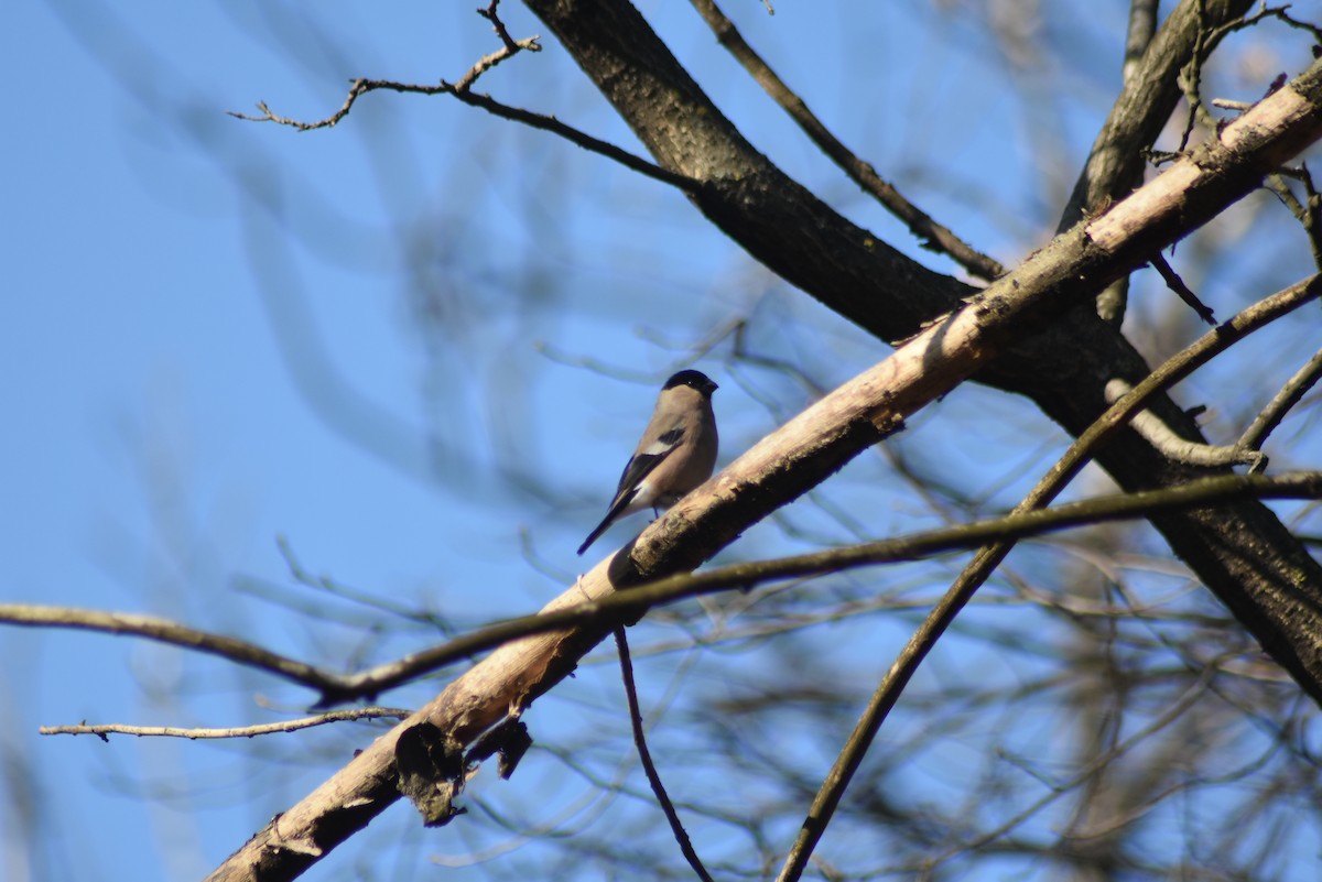 Eurasian Bullfinch - ML614228580