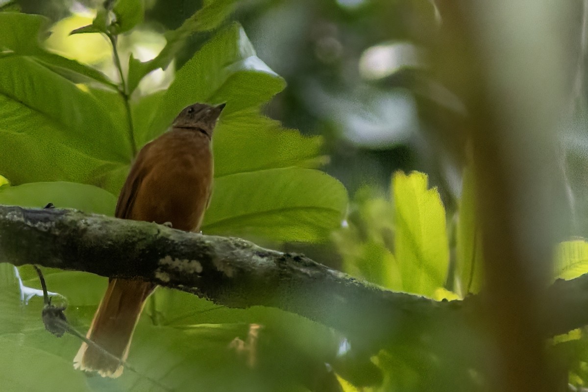 Rufous Flycatcher-Thrush - Volkan Donbaloglu