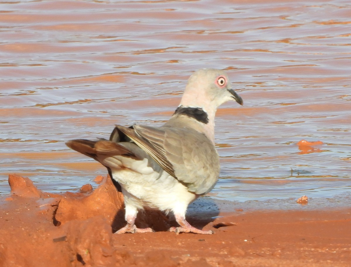 Mourning Collared-Dove - ML614228638