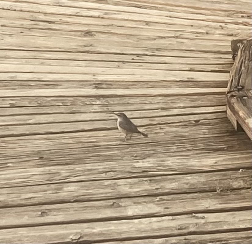 Rock Wren - ML614228648