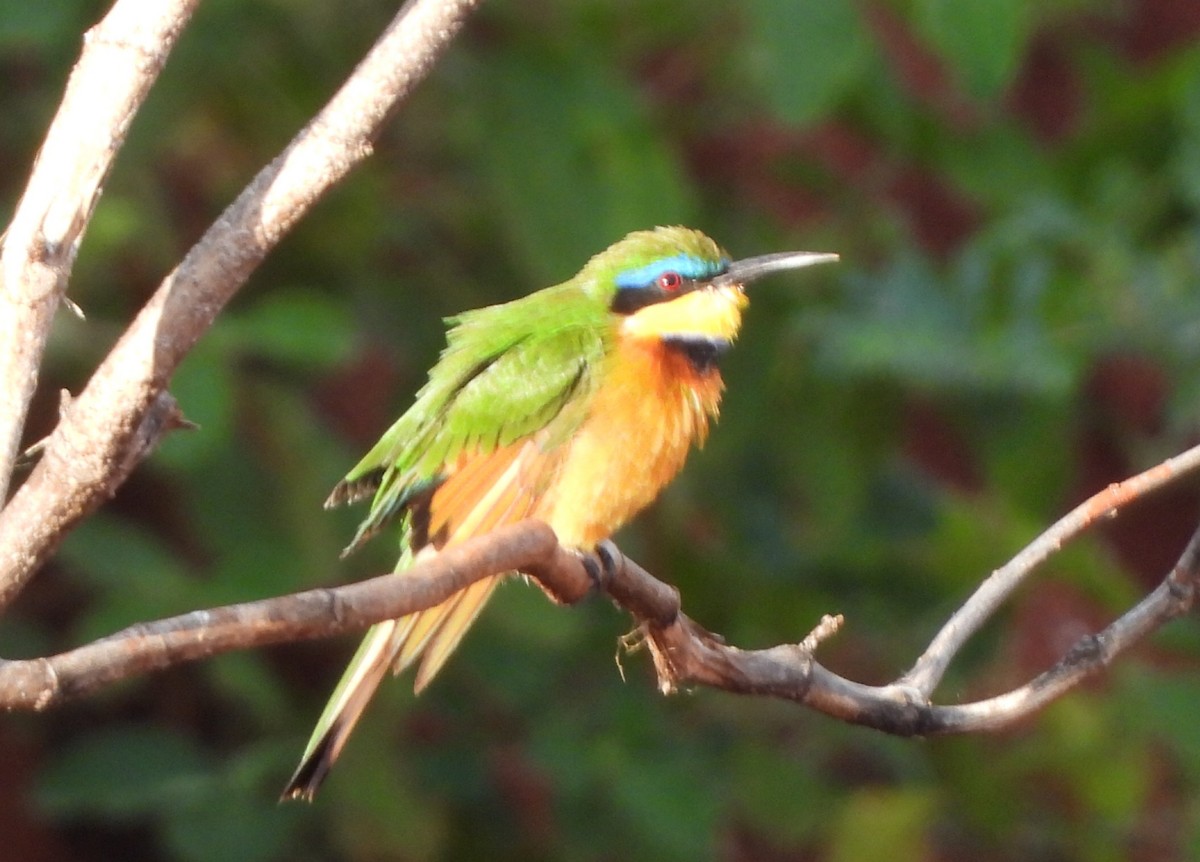 Little Bee-eater - ML614228650