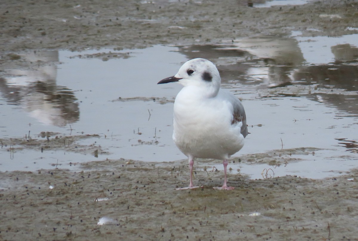 Bonaparte's Gull - ML614228668