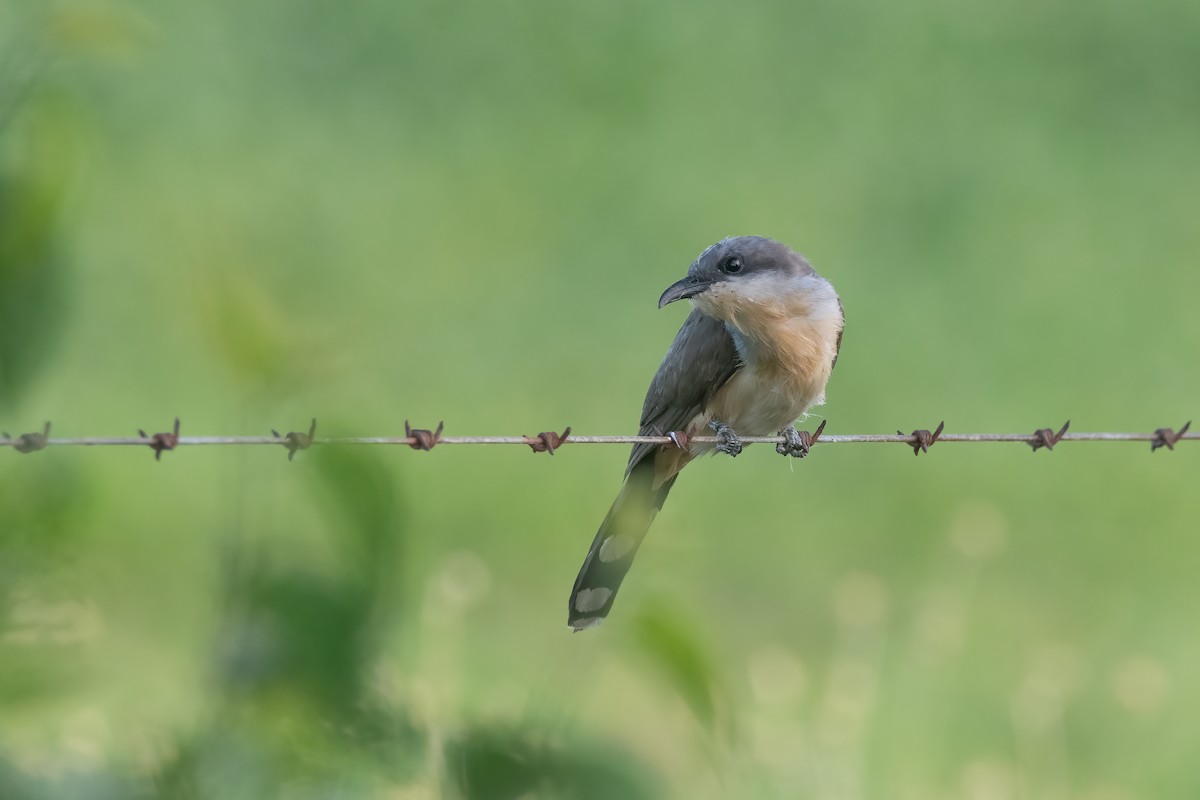 Dark-billed Cuckoo - ML614228684