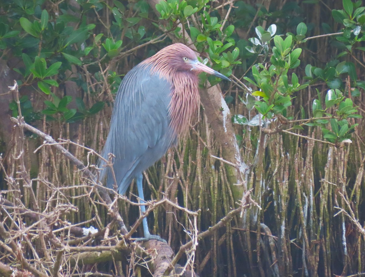 Reddish Egret - Susan Disher