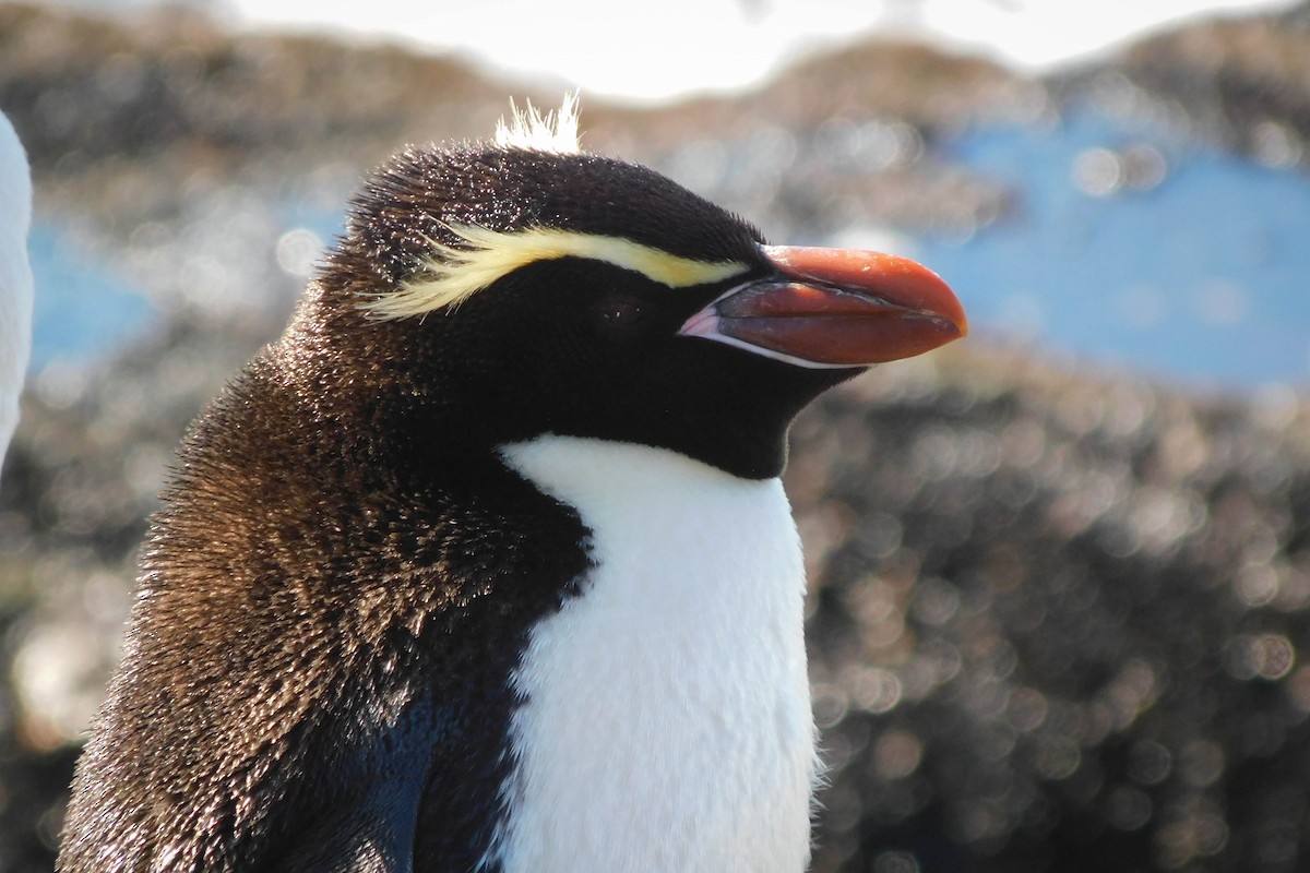 Snares Penguin - Sebastián Alvarado | Southern Patagonia tours