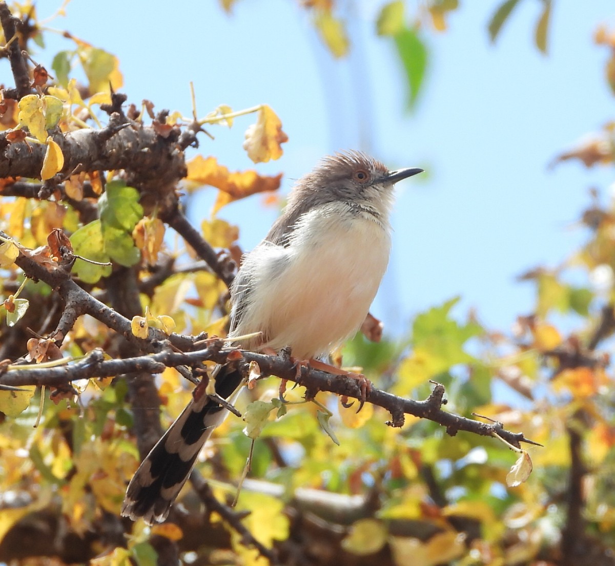 Prinia de Rüppell - ML614228858