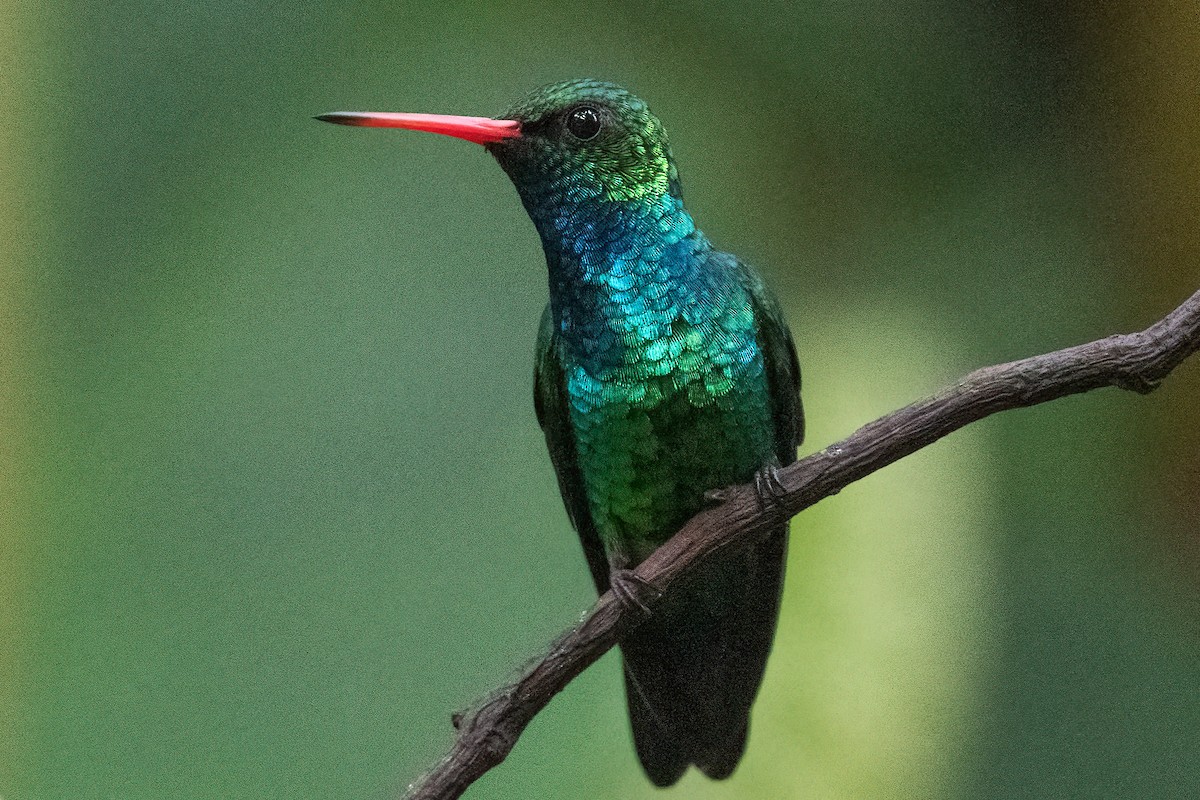 kolibřík lesklobřichý - ML614228878