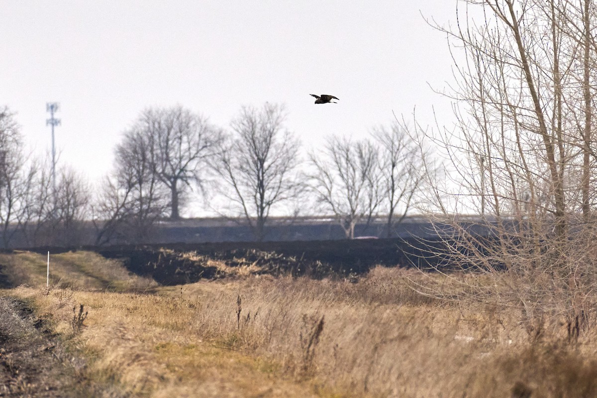 Rough-legged Hawk - ML614228902