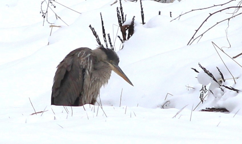 Great Blue Heron - ML614228907