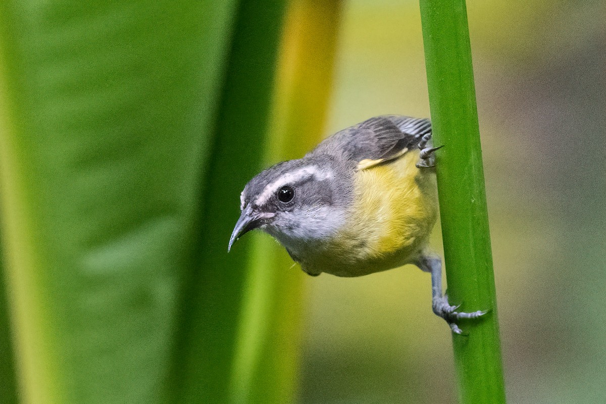 Bananaquit - ML614229064