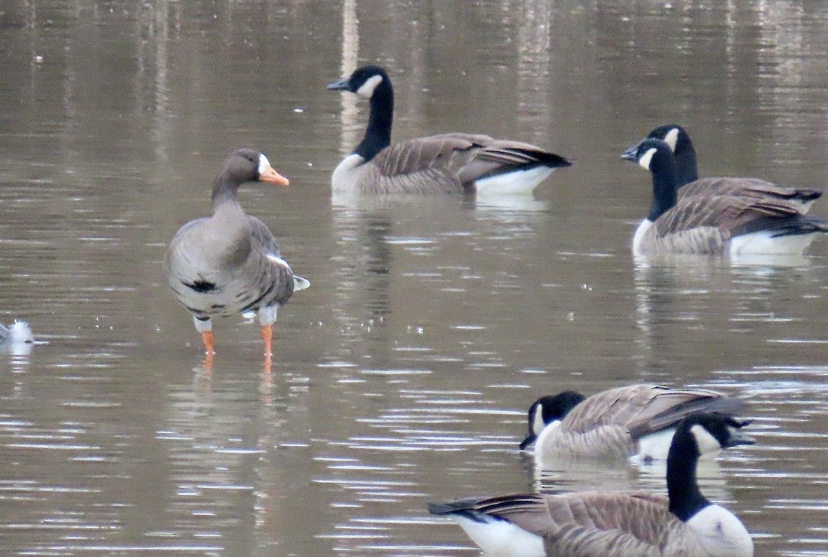 Greater White-fronted Goose - ML614229179