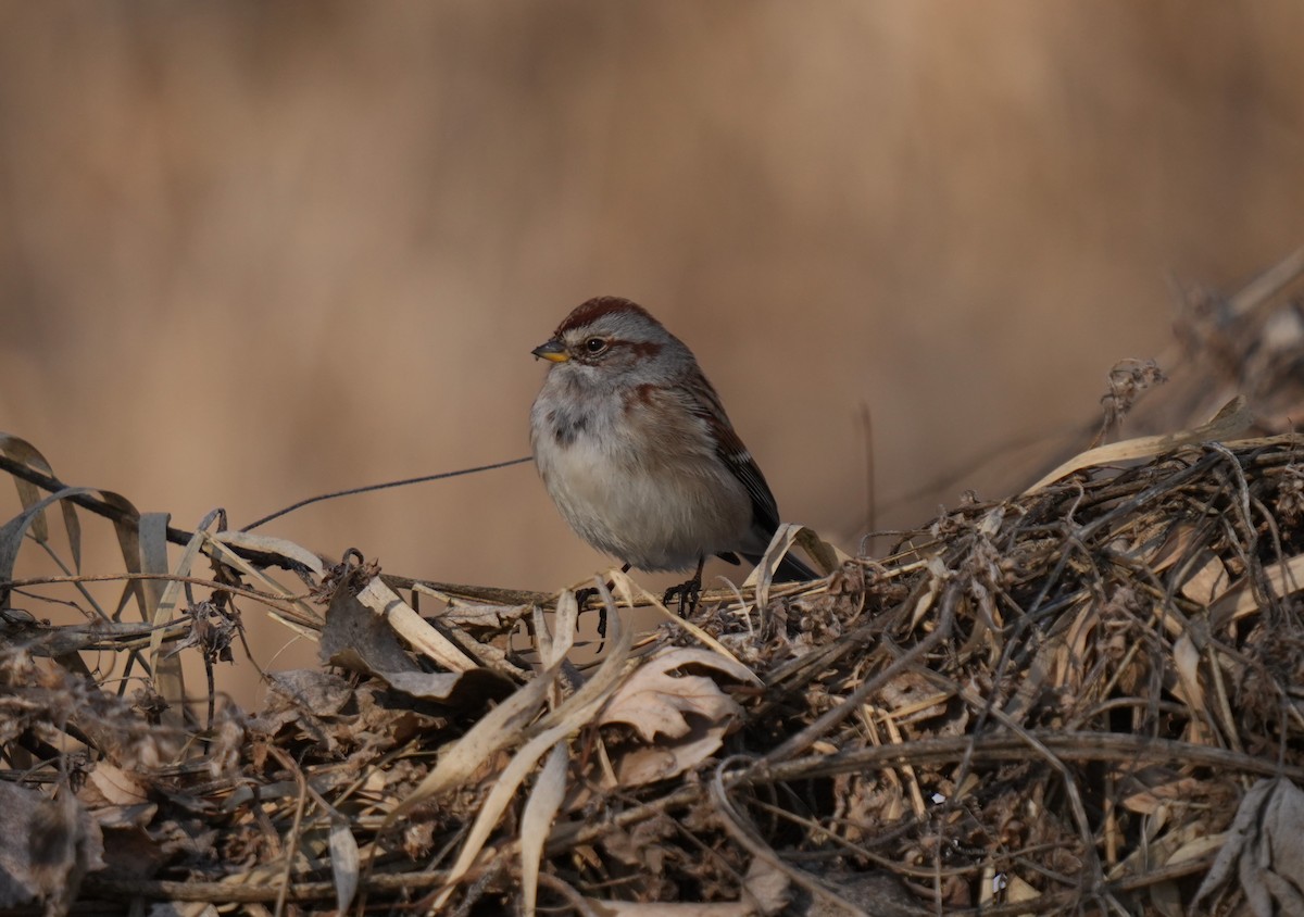 American Tree Sparrow - ML614229200