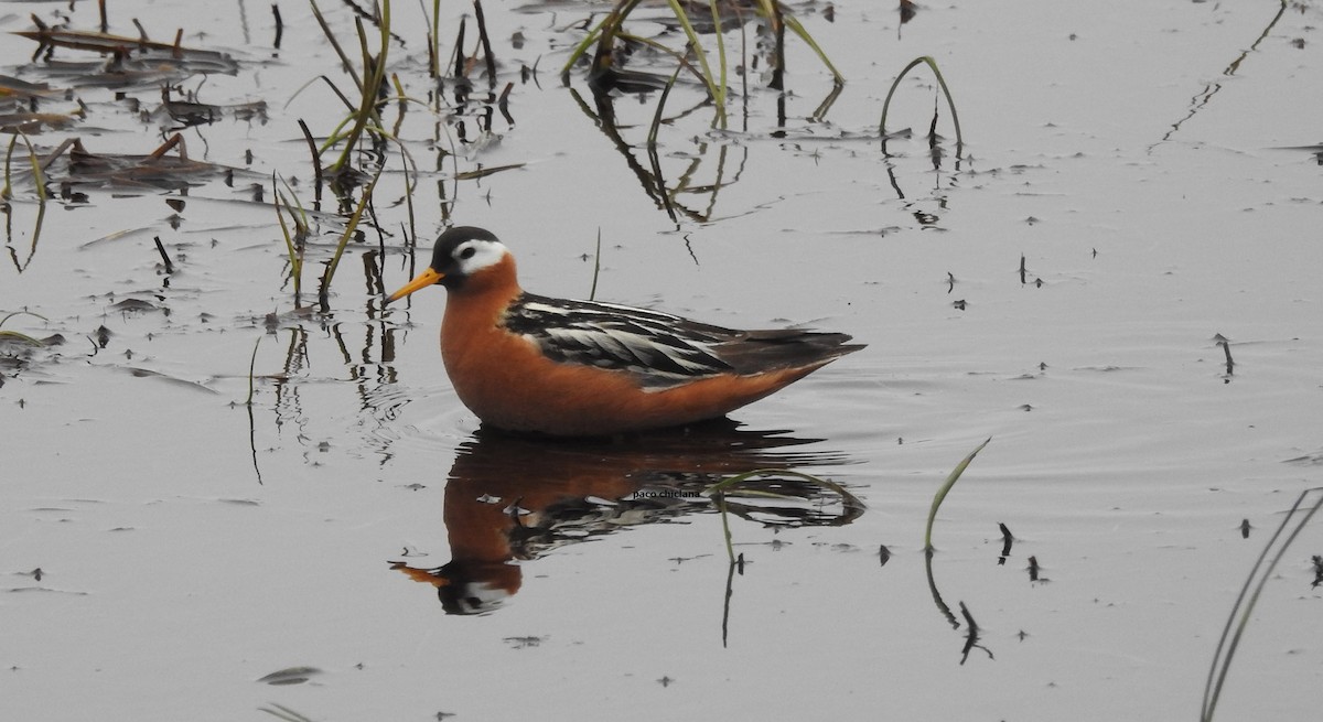 Phalarope à bec large - ML614229292