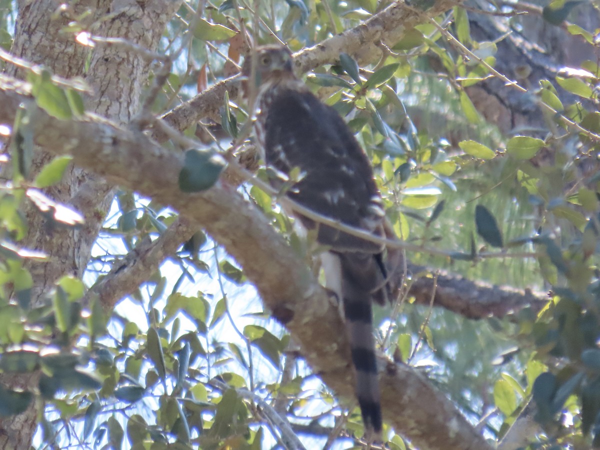 Cooper's Hawk - ML614229309