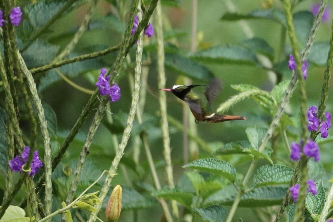 White-crested Coquette - ML614229365