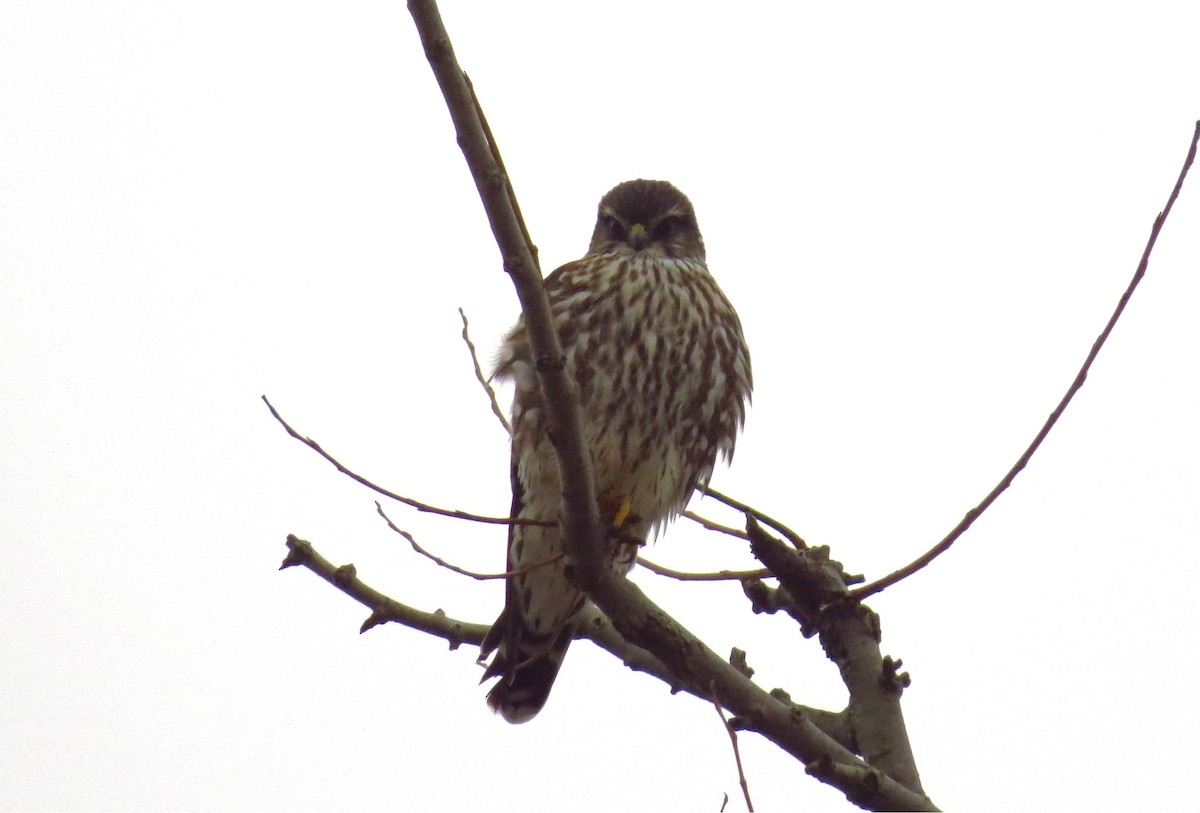 Merlin - Terry Hastings