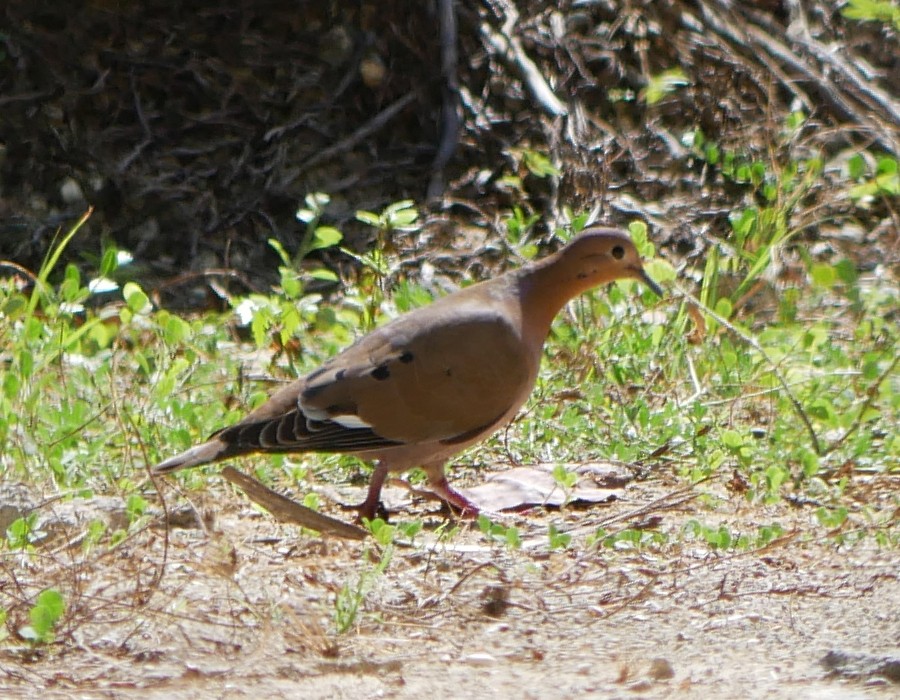 Zenaida Dove - ML614229446