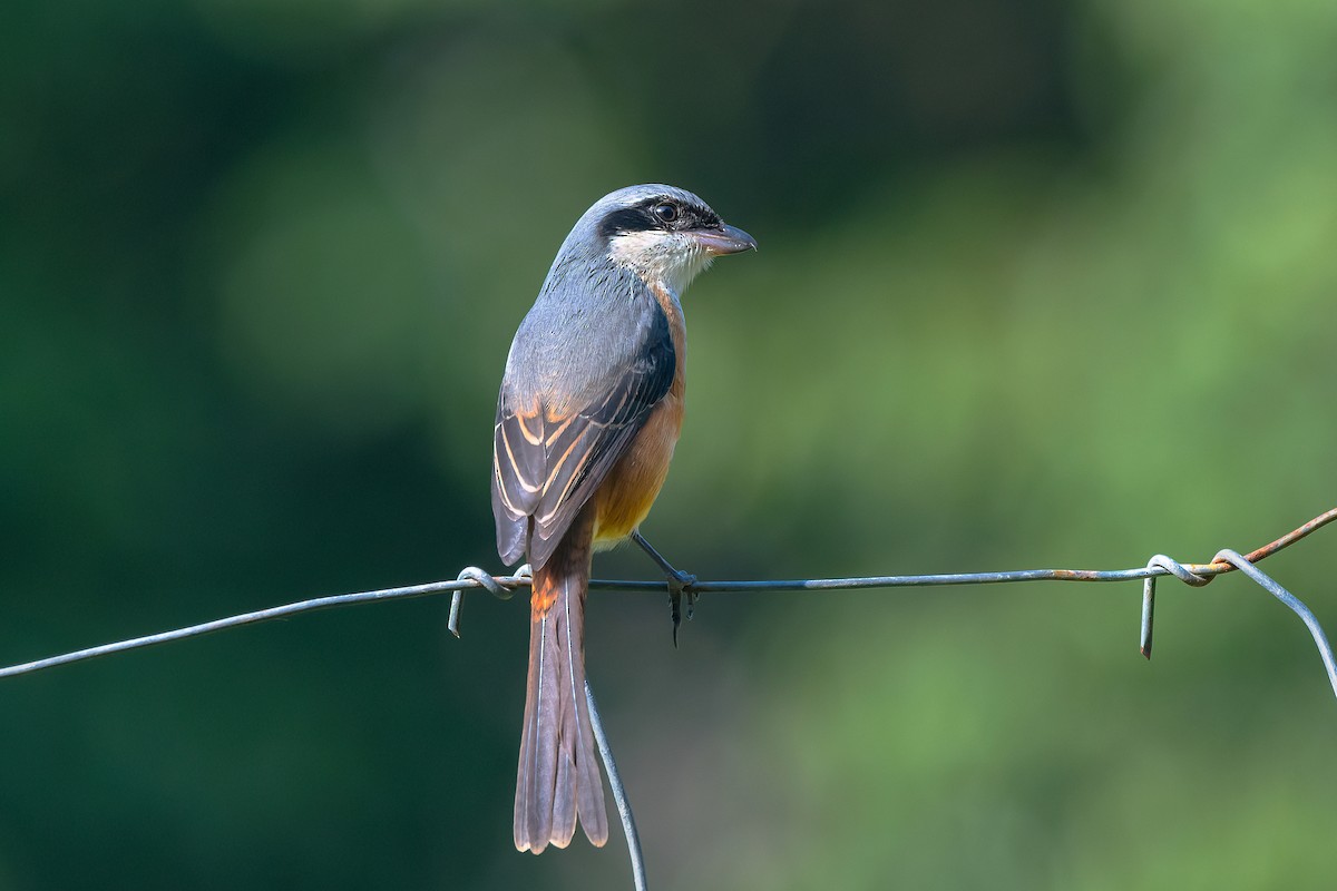 Gray-backed Shrike - ML614229455