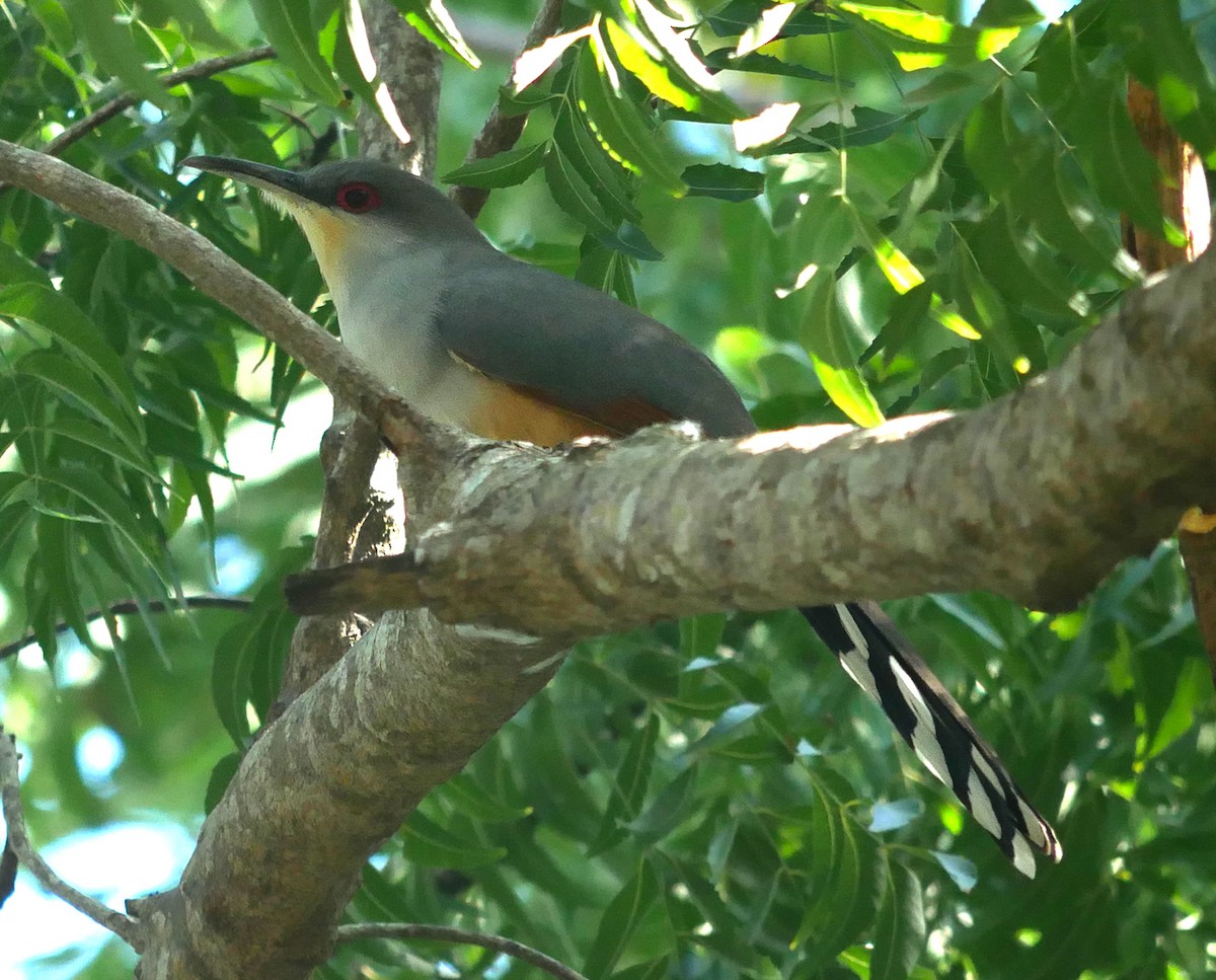 Hispaniolan Lizard-Cuckoo - ML614229559