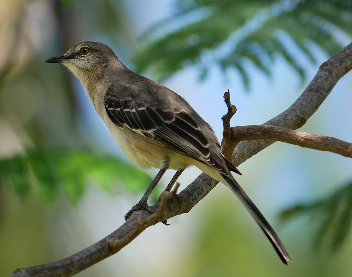 Northern Mockingbird - ML614229573