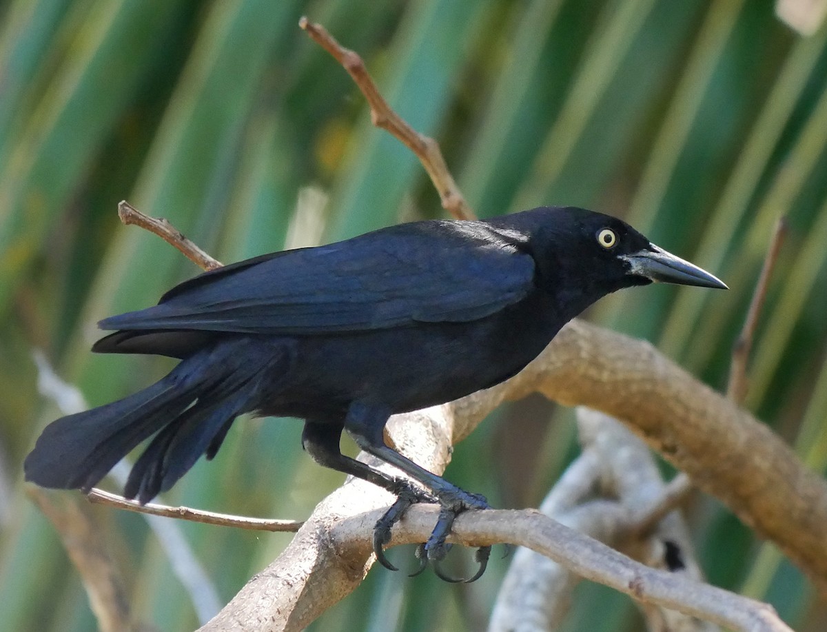 Greater Antillean Grackle - ML614229592