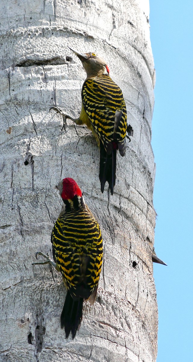 Hispaniolan Woodpecker - ML614229696