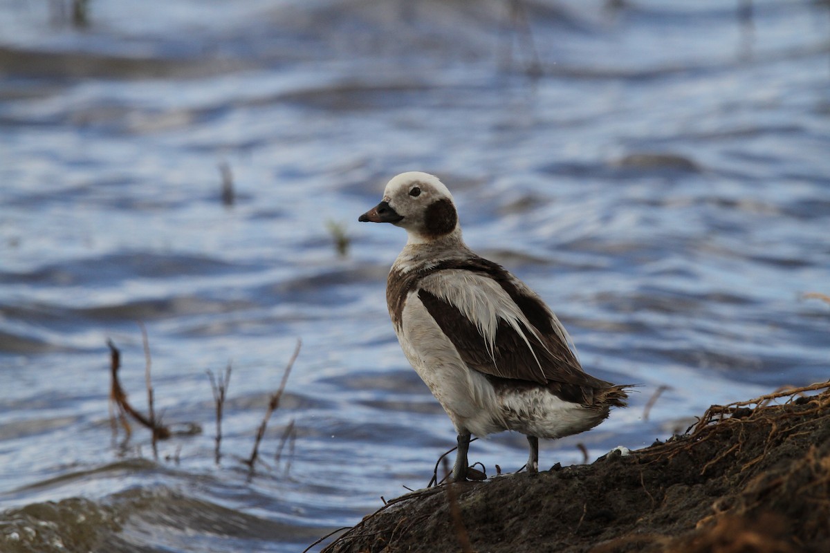 Long-tailed Duck - Nathaniel Watkins