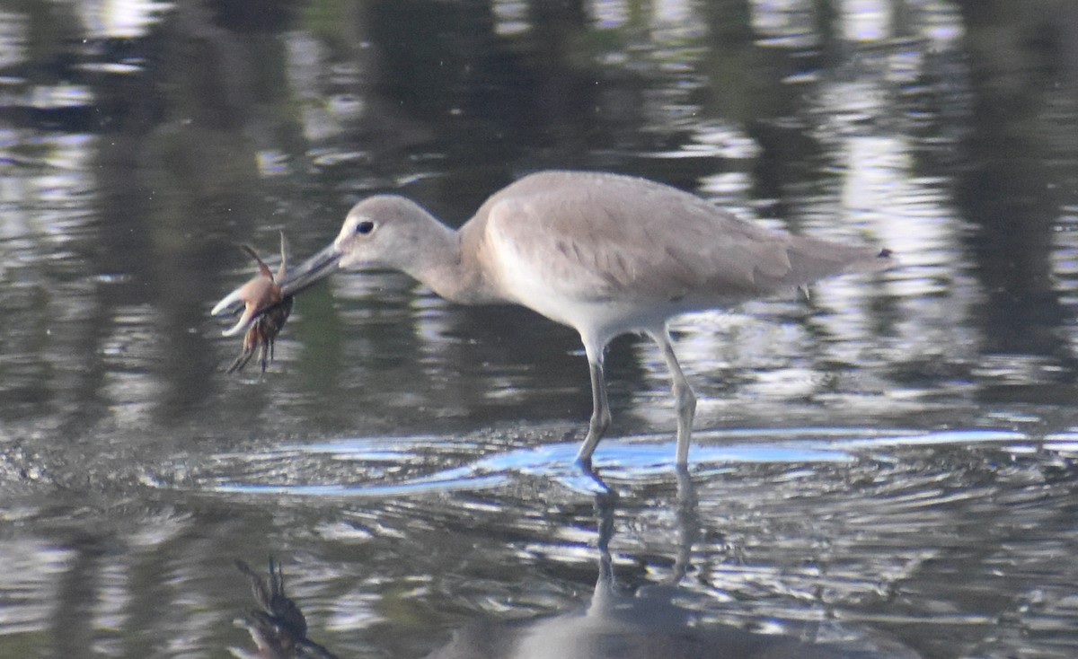 Willet - ML614229737