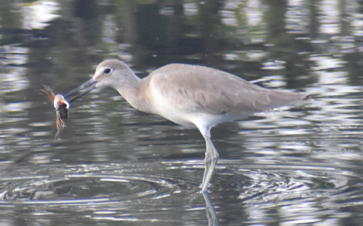 Willet - ML614229746