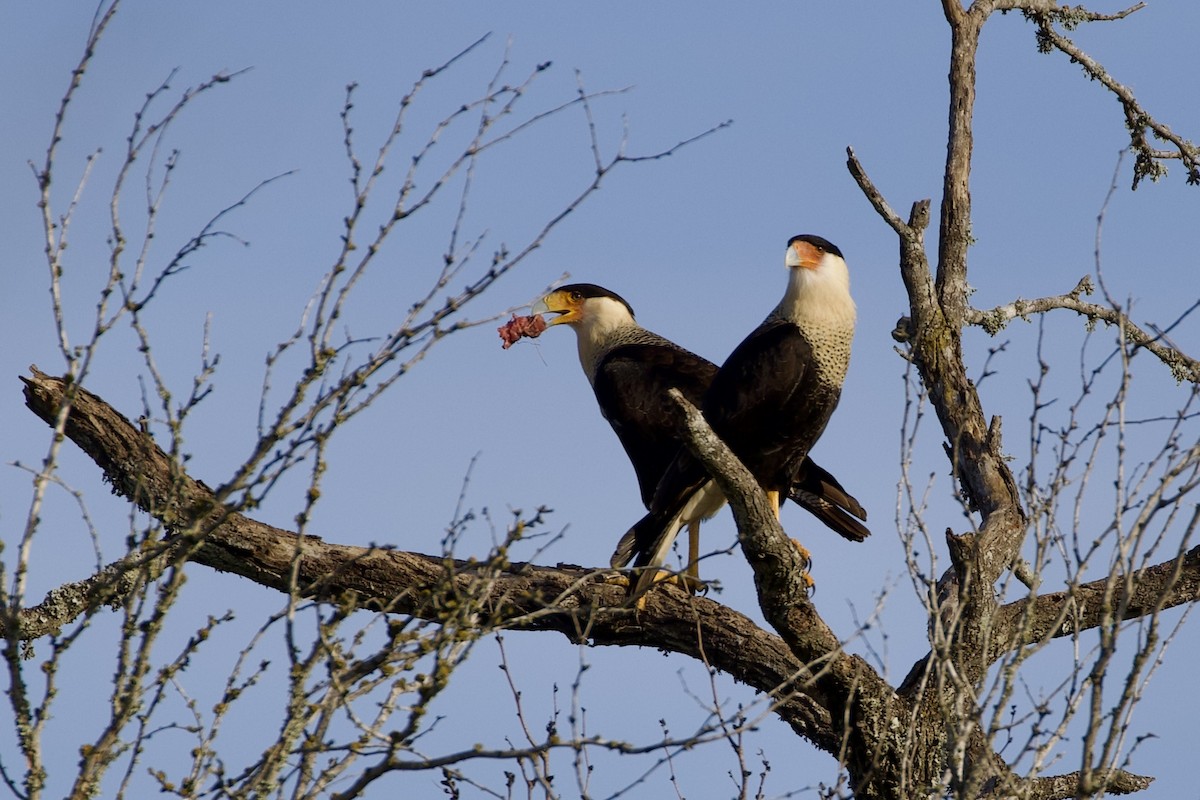 Crested Caracara - ML614229758