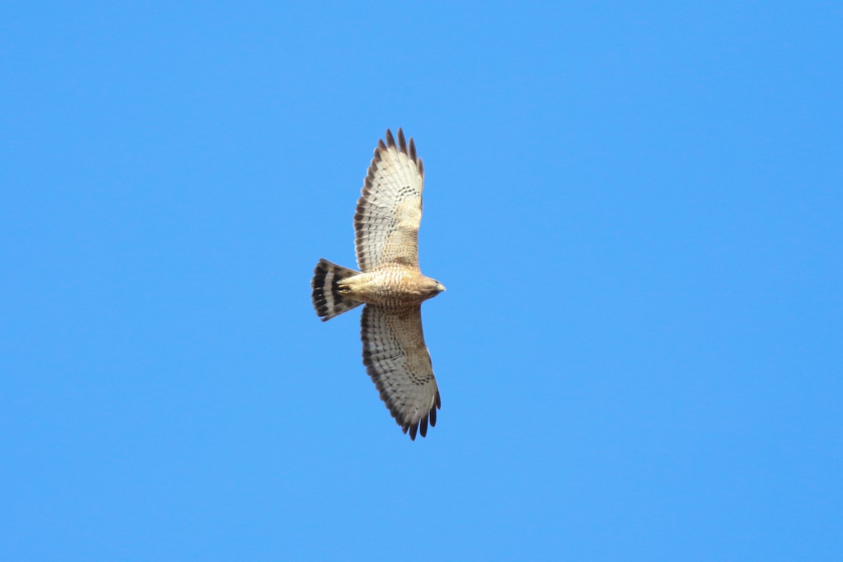 Broad-winged Hawk - ML614229766