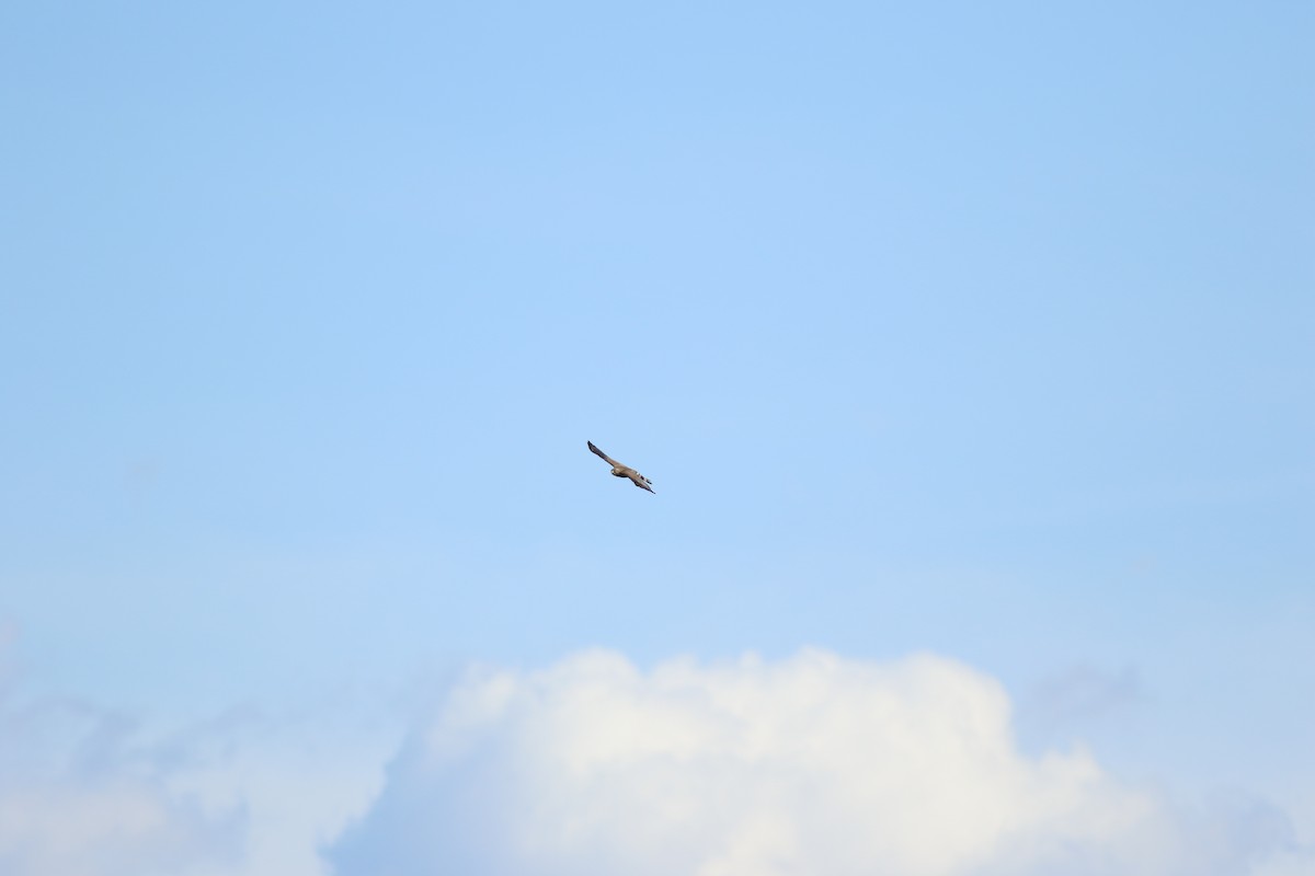 Broad-winged Hawk - ML614229767