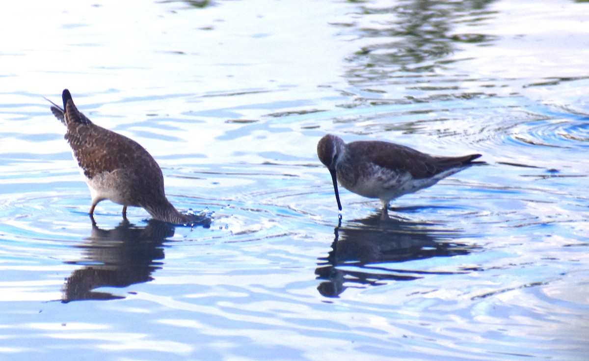 Stilt Sandpiper - ML614229770