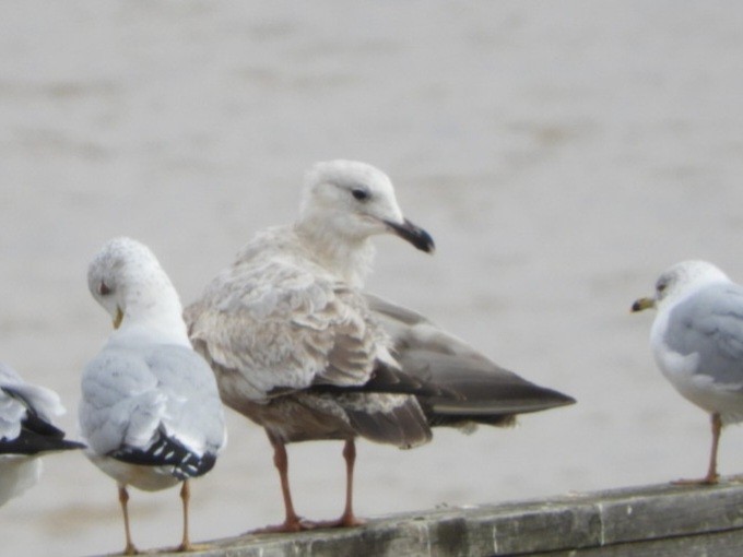 Herring Gull - ML614229773