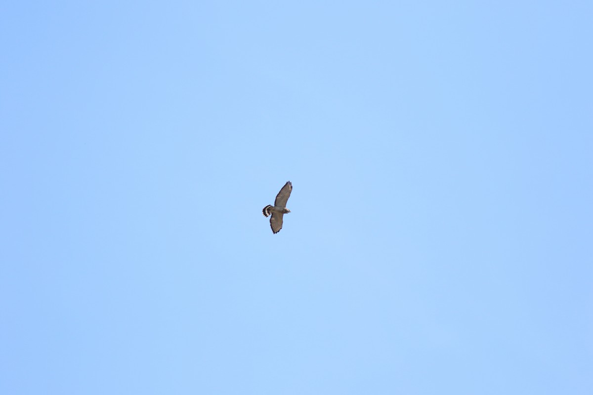 Broad-winged Hawk - ML614229774