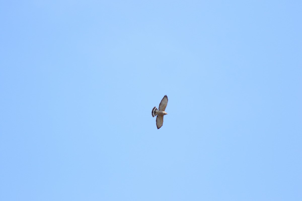 Broad-winged Hawk - ML614229776