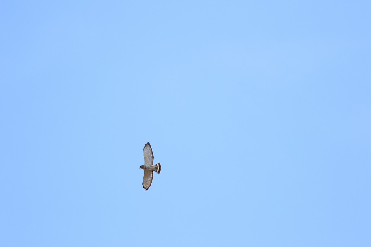 Broad-winged Hawk - ML614229783