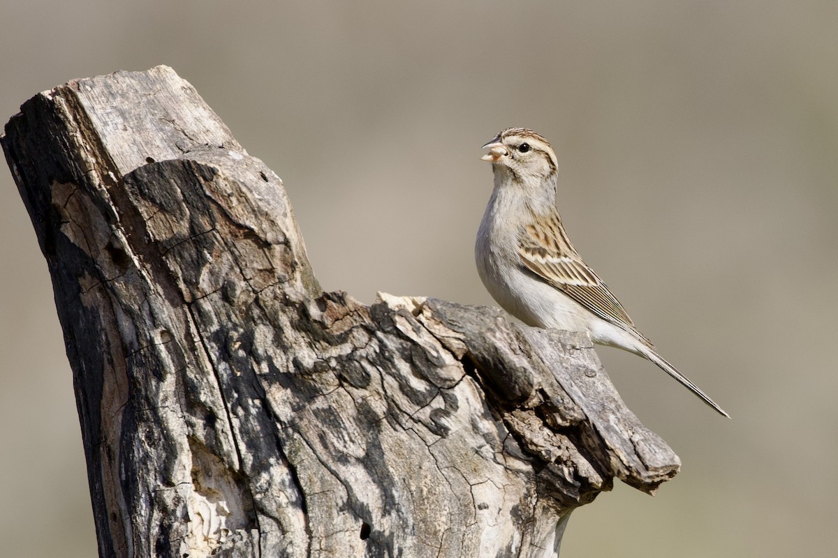 Chipping Sparrow - ML614229795