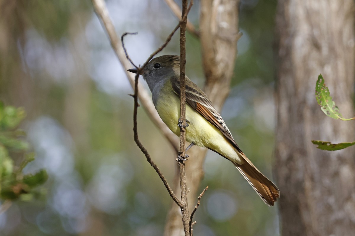 Great Crested Flycatcher - ML614229818