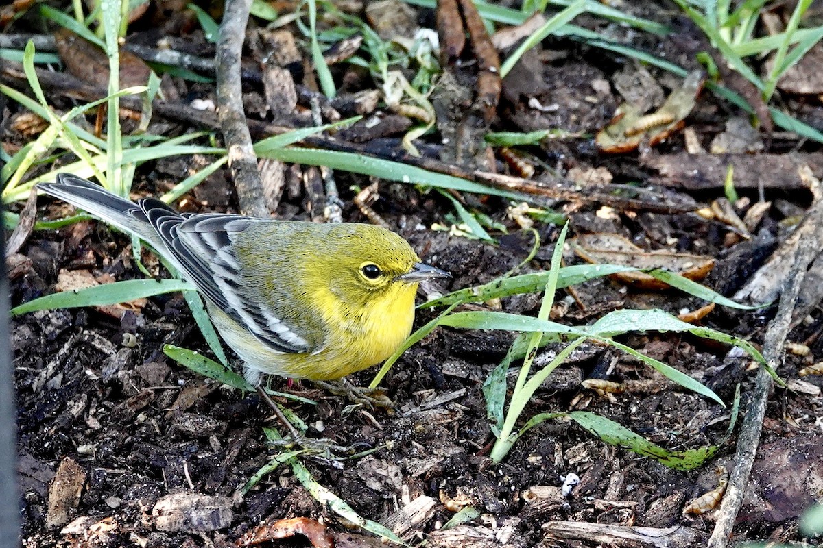 Pine Warbler - ML614229833