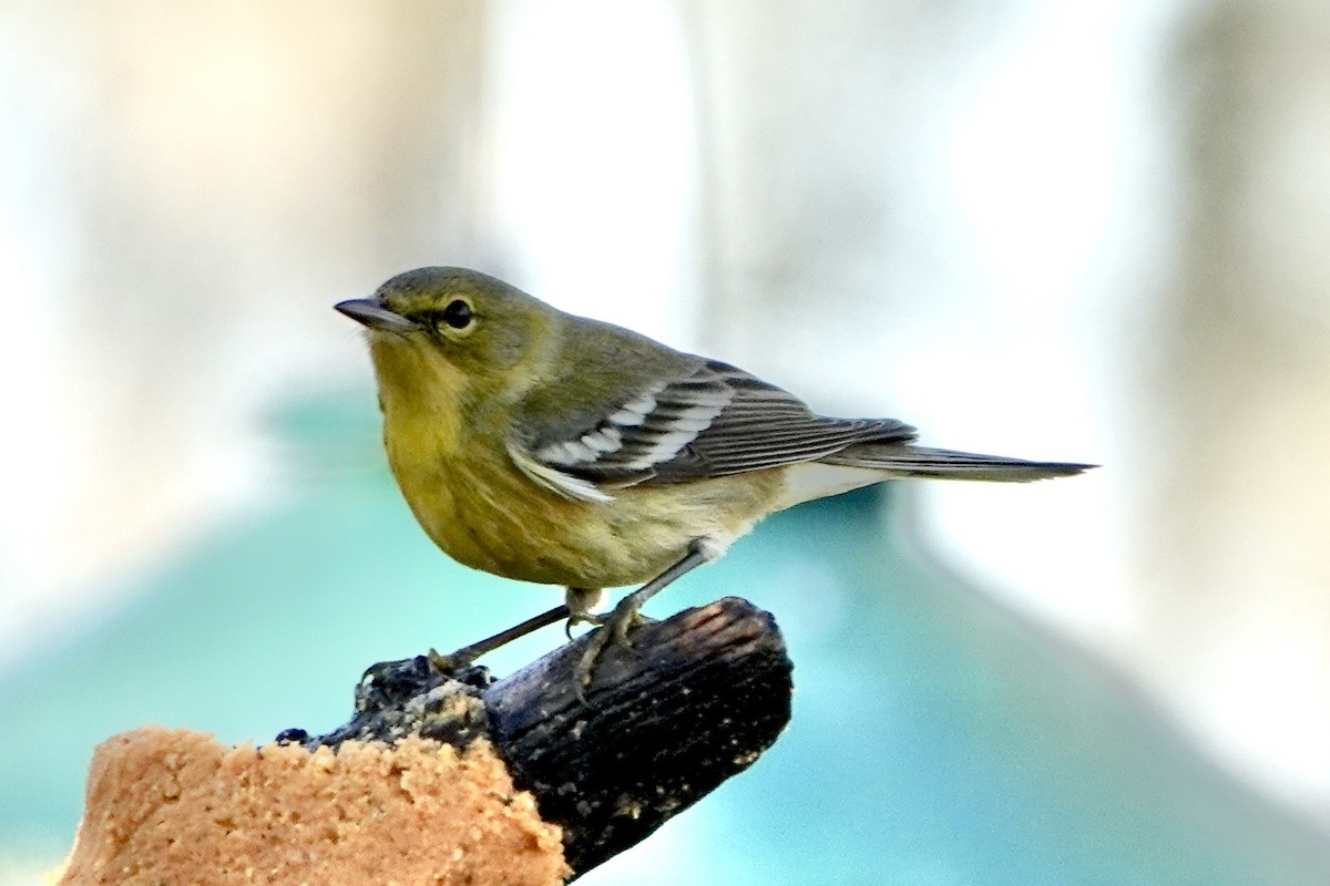 Pine Warbler - ML614229841