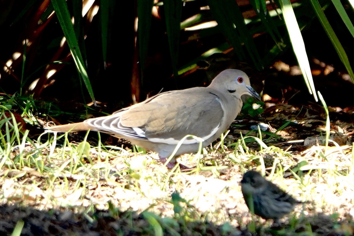 White-winged Dove - ML614229886