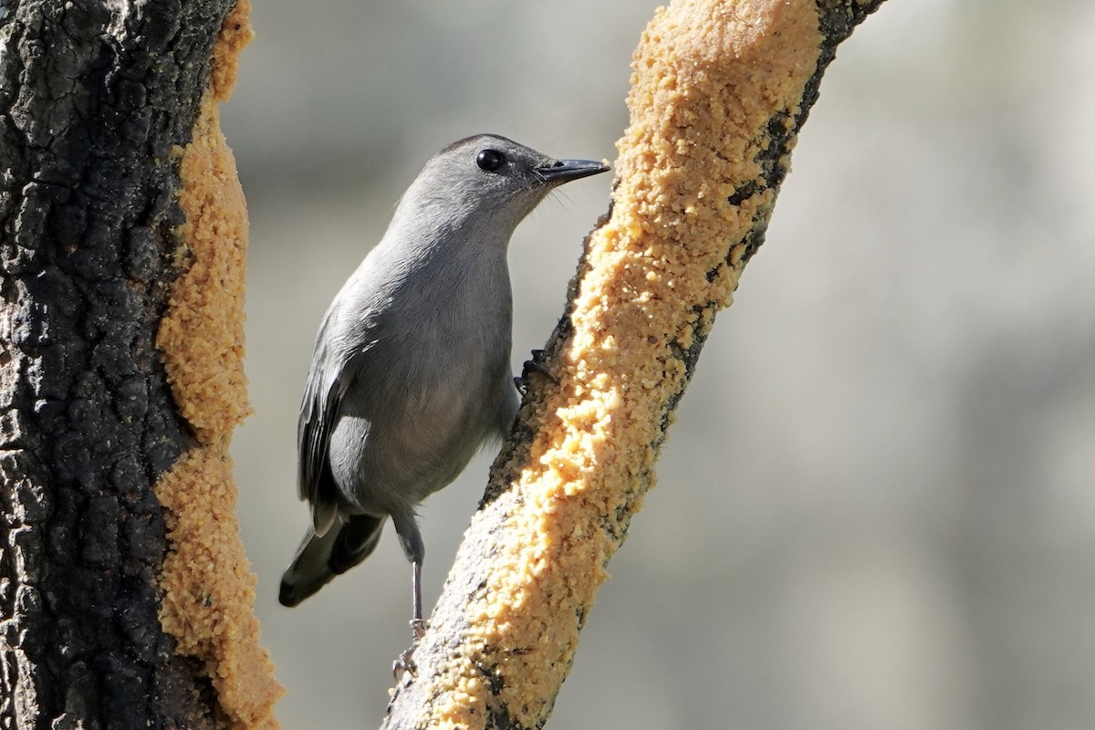 Gray Catbird - ML614229896