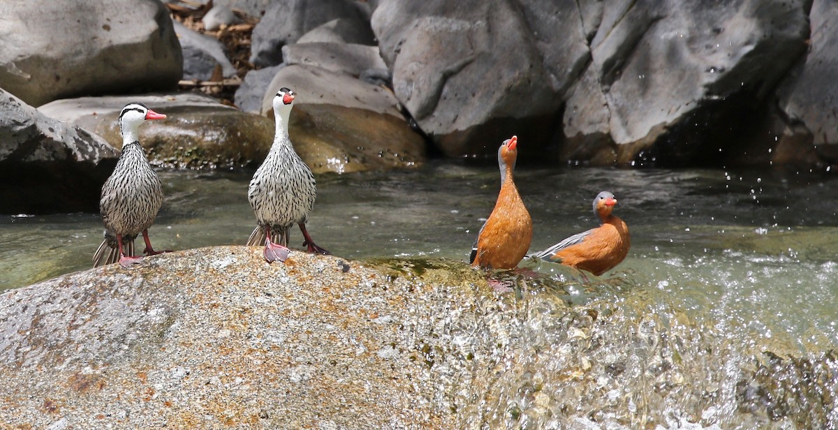 Torrent Duck - Richard Greenhalgh