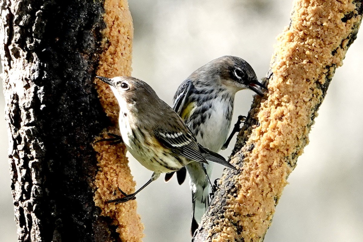 Yellow-rumped Warbler - ML614229961