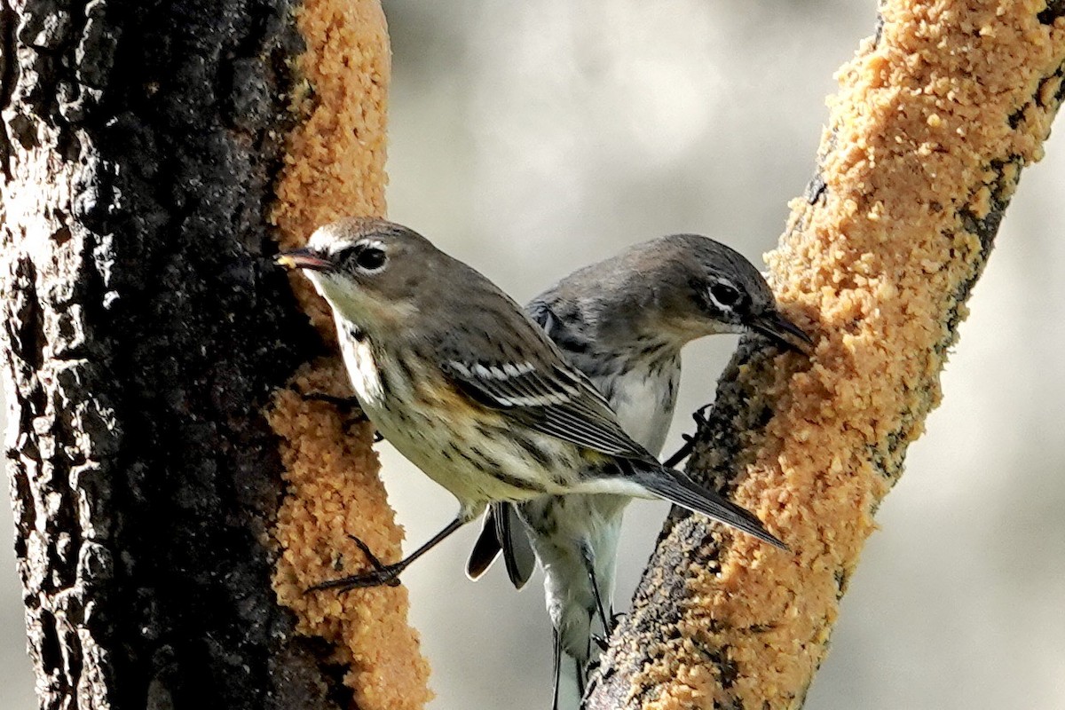 Yellow-rumped Warbler - ML614229975