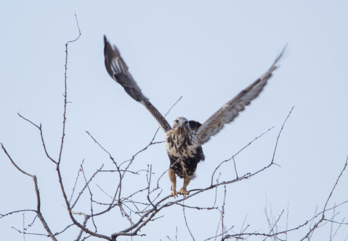 Rough-legged Hawk - ML614230024