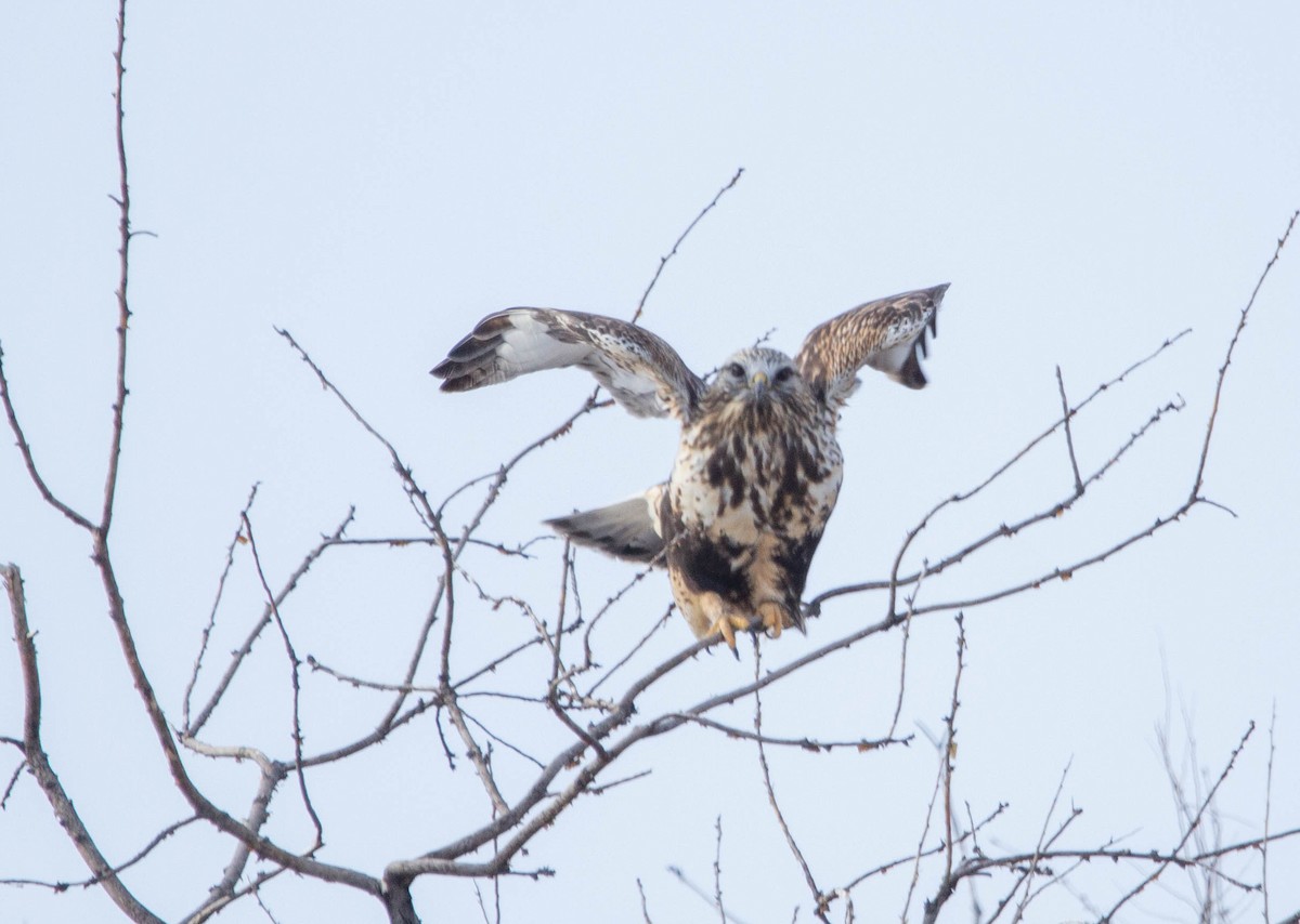 Rough-legged Hawk - ML614230026