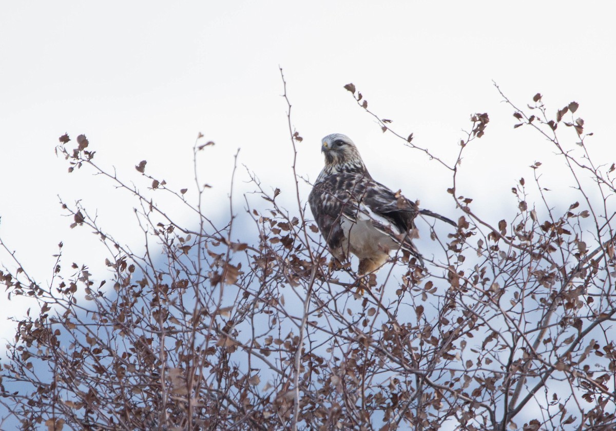 Rough-legged Hawk - ML614230027